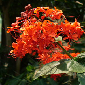 Flaming Glorybower, Java Glorybower, Clerodendrum speciosissimum, C. fallax, C. buchananii